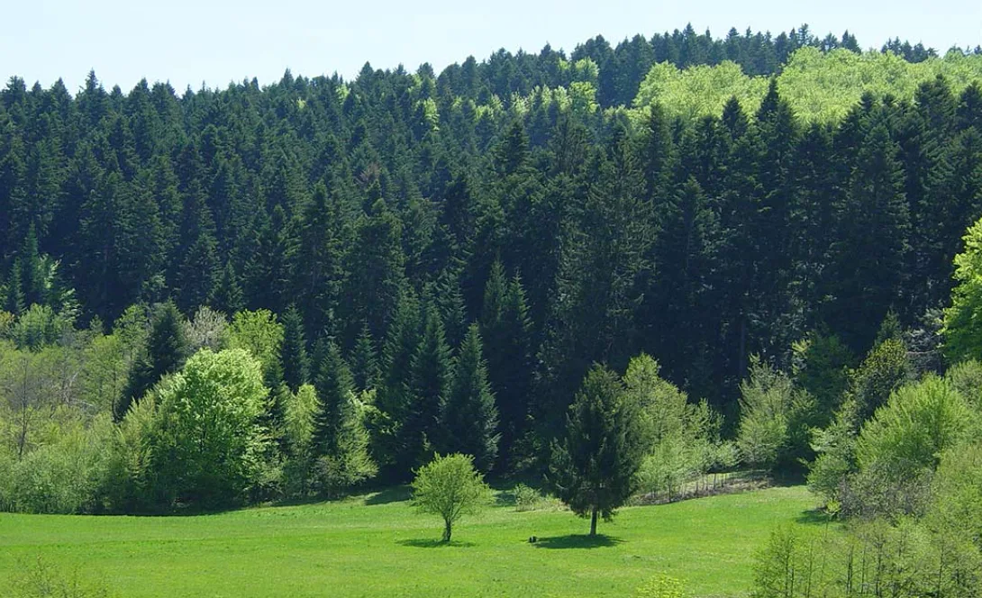 Šume oko Rožaja